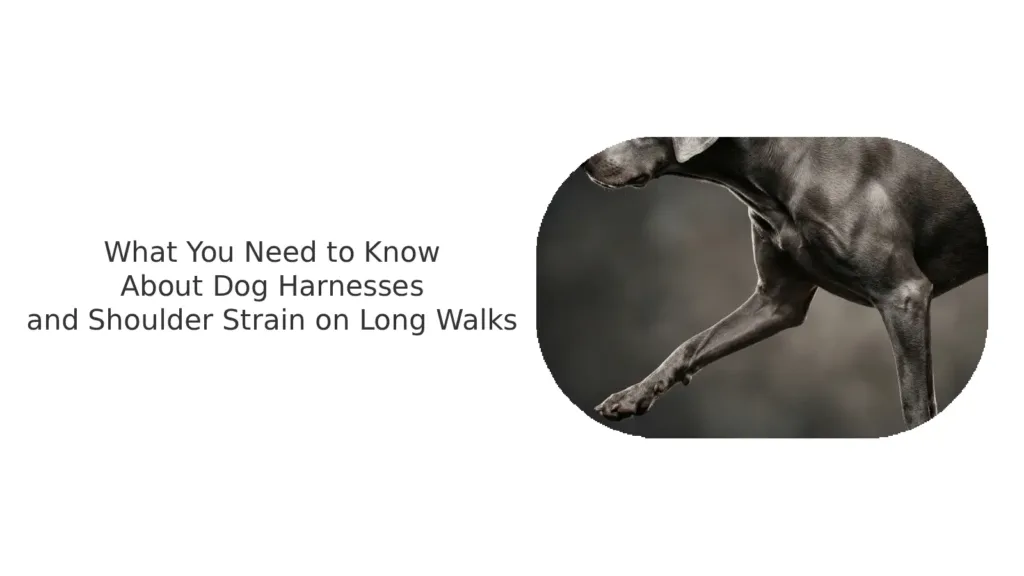 padded dog harness, reduce shoulder pressure