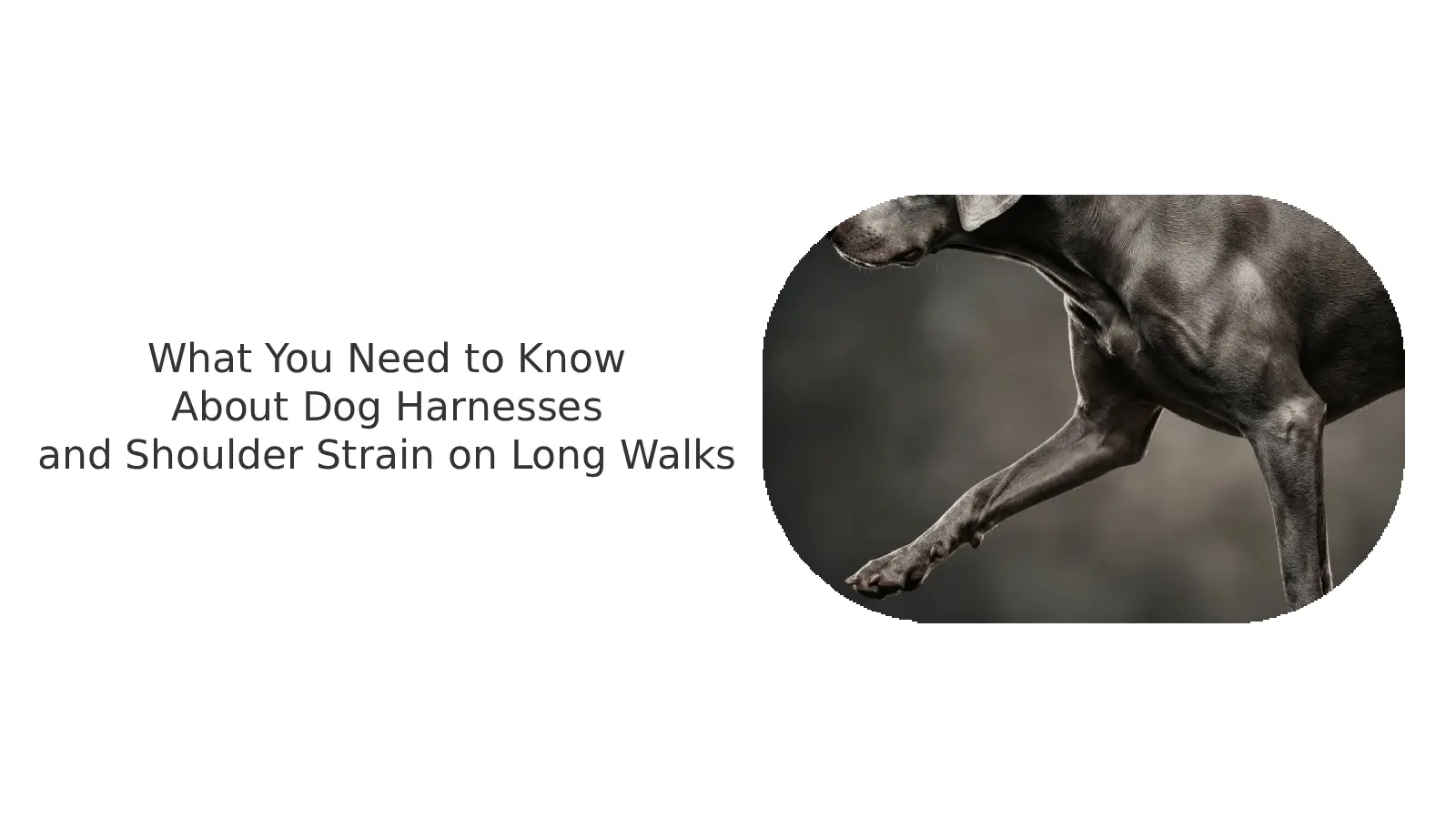 padded dog harness, reduce shoulder pressure